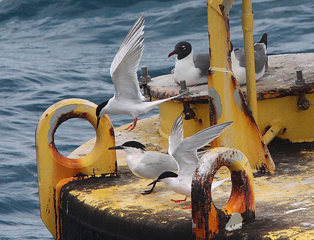 386 - ROSEATE TERN (5-3-14) en-route to dry tortugas, monroe co, fl -01 by Sloalan is marked with CC0 1.0.